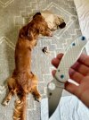 IMG_8616.jpeg
