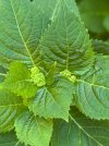 IMG_8029.jpeg