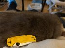 IMG_2731.jpeg