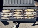 IMG_5443.jpeg