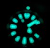 SEIKO MONSTER BLUE6.jpeg SEIKO MONSTER BLUE6.jpeg