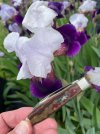 IMG_0011.jpeg