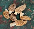 shrooms - 1.jpeg shrooms - 1.jpeg