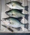 IMG_8517.jpeg
