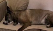IMG_2239.jpeg