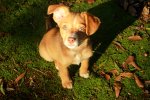 doggy1.jpg