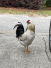 IMG_2202.jpeg