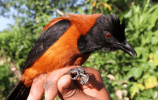 _mest_giftige__Variable_pitohui.jpg.png