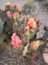 IMG_8758.jpeg