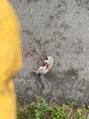 IMG_0241.jpeg