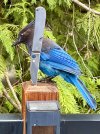 IMG_7951.jpeg