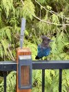 IMG_7950.jpeg