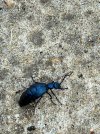IMG_7360.jpeg
