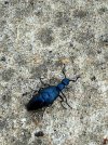 IMG_7361.jpeg