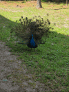 20260523_105327.gif