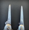 CAMILLLUS - NON-SPIRAL (L) & SPIRAL ( R). FACE SIDE..jpg CAMILLLUS - NON-SPIRAL (L) & SPIRAL ( R). FACE SIDE..jpg