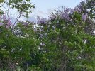 IMG_1093.jpeg