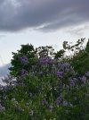 IMG_1092.jpeg
