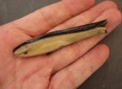 W. Staniforth Fish Knife 1-1.JPG