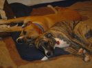 DSC00323-1.jpg