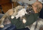 55poundlapdog.jpg
