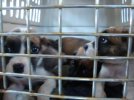 DogTransNC015.jpg