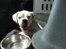 DogTransNC018.jpg