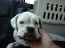 DogTransNC009.jpg