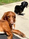 IMG_0109.jpeg
