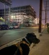 IMG_2388.jpeg