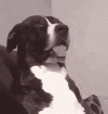 dog-what-3300708621.gif