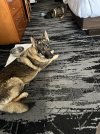 IMG_0737.jpeg