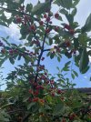 IMG_8668.jpeg