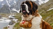 stbernard.jpg