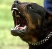 Rottweiler8.jpg