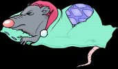 grey_rat_in_bed_wearing_night-cap.jpg