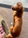 IMG_0529.jpeg