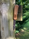 walnut10 14.jpg