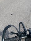 IMG_1522.jpeg
