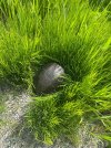 IMG_1523.jpeg
