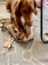 IMG_0634.jpeg