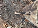 IMG_5548.jpeg