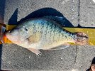 IMG_8075.jpeg