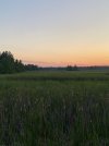 IMG_1781.jpeg
