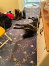 IMG_2540.jpeg