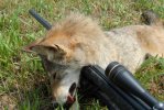 Coyote.jpg