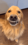 dog-doggy.gif dog-doggy.gif