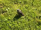 IMG_1740.jpeg