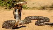 philippine-cobra-11256eae-cfd5-48ba-8f73-43067e5a9cf-resize-750.jpeg