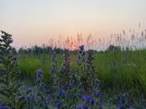 IMG_2129.jpeg